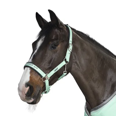 Produktbild von Eskadron Halfter GLOSSY mit Dornschnalle " Classic Sports " Größe - X-Warmblut Farbe - jade