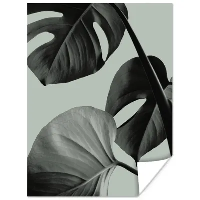 Produktbild von MuchoWow® Poster Monstera - Blätter - Grün - Stilleben 90x120 cm - Wohnzimmer
