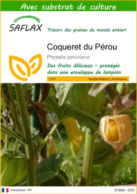 Image de SAFLAX  - Coqueret du Pérou - 100 graines - Avec substrat - Physalis