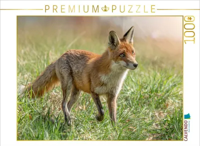 Zdjęcie produktu dla Calvendo 4066851372488, 1000 szt., Animals
