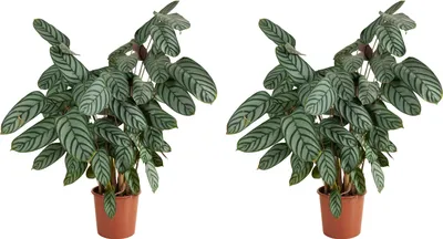 Produktbild von Bloomique - 2er Set - Calathea Compactstar - Korbmarante - Zimmerpflanzen - Pflegeleicht - Luftreinigend - Höhe 60-70 cm - Topf 17 cm
