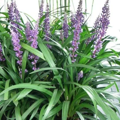 Produktbild von 25 Pflanzen Lilientraube 'Ingwersen', Liriope muscari, P9 Topf