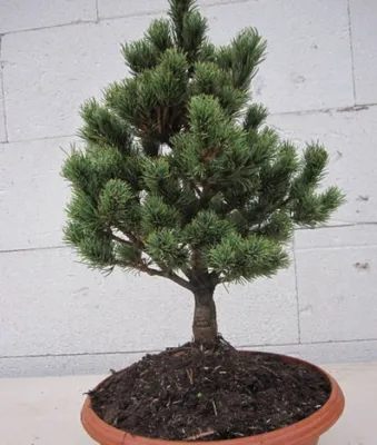 Produktbild von Pinus parviflora Hagoromo - Zwerg-Mädchenkiefer - 20-25cm