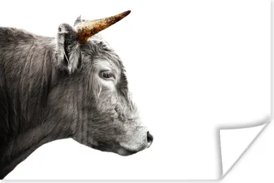 Produktbild von MuchoWow® Poster Schottischer Highlander - Tiere - Horn - Gold 120x80 cm - Bilder