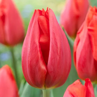 Produktbild von Tulpenzwiebeln Winterhart Mehrjährig - Red Passion - 25 Blumenzwiebeln - Echte Pflanzen aus Holland - Tulpenzwiebeln für Garten, Töpfe und Balkon (große Knollen, kein Samen, nicht künstlich)