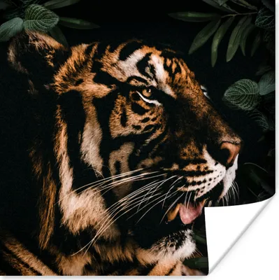 Produktbild von MuchoWow® Poster Tiger - Blätter - Tier 75x75 cm - Wand Dekoration