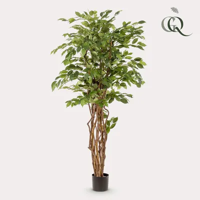 Produktbild von Kunstpflanze - Ficus Liana - Geigenblattpflanze - 170cm