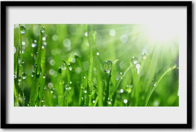 Produktbild von Bild 60x40 MDF-Rahmen Wandkunst Nature Grass Drops