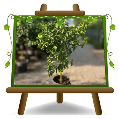 Image de Arbre de citronier 'Femminello Carrubaro', variété féminine, hauteur 180 cm, planté dans un pot de 35 cm