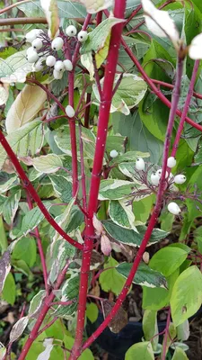 Image de Cornus alba 'Elegantissima' / Cornouiller blanc panaché