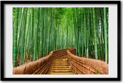 Produktbild von Bild 60x40 MDF-Rahmen, Wandkunst Bambuswald