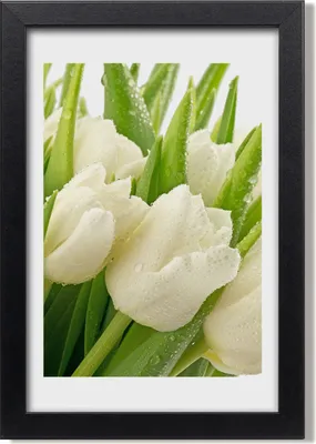 Produktbild von Bild 20x30 MDF-Rahmen, Wandkunst Weiße Tulpen