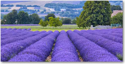 Produktbild von Tulup® Leinwandbild - 140x70 cm - Wandkunst - Drucke auf Leinwand - Leinwanddruck  - Landschaften - Lila - Lavendelfeld
