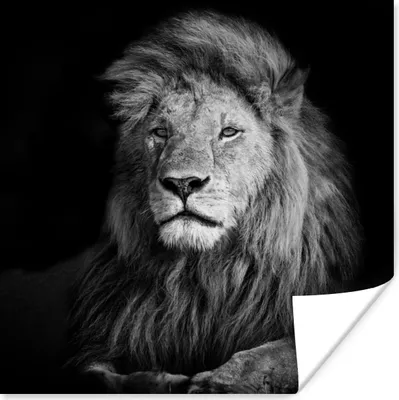 Produktbild von MuchoWow® Poster Wildlife - Löwe - Schwarz - Weiß 100x100 cm - Babyzimmer