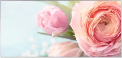 Produktbild von Stahl Magnettafel Querformat 37x78cm Rosa Tulpe