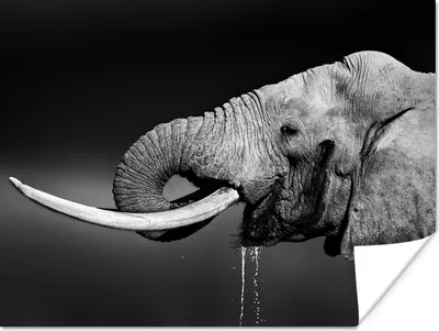 Produktbild von MuchoWow® Poster Elefant - Wasser - Tiere - Schwarz - Weiß 120x90 cm - Wandbild
