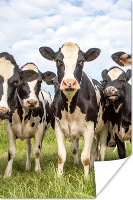 Produktbild von MuchoWow® Poster Kühe - Weide - Tiere - Natur - Gras 120x180 cm - Kunstposter