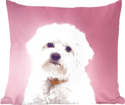 Produktbild von MuchoWow® Zierkissen Sofakissen Wohnzimmer Dekokissen 60x60 cm Malteser Hund mit rosa Hintergrund - Sitzfläche - Foto Polster