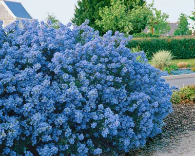 Produktbild von Ceanothus 'Puget Blue', Säckelblume, blau, 40–60 cm