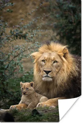 Produktbild von MuchoWow® Poster Löwen - Raubtiere - Porträt 40x60 cm - Plakate für die Wand - Poster Babyzimmer
