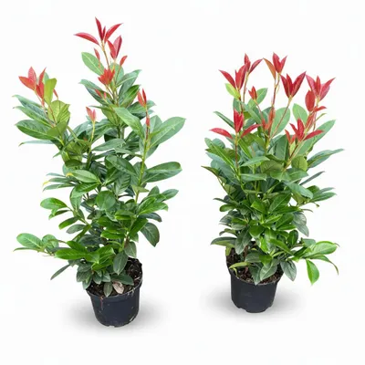 Produktbild von 10x Kirschlorbeer On Fire 60-80 cm - Roter Austrieb - Prunus laurocerasus für Hecke - Immergrüne winterharte Heckenpflanzen