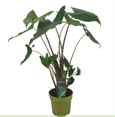 A potted Alocasia Zebrina plant with distinctive striped stems and large green leaves, presented against a white background.