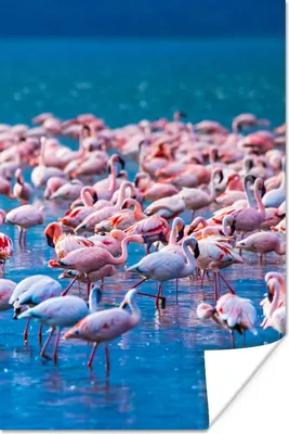 Produktbild von MuchoWow® Poster Flamingo - Wasser - Tropisch - Rosa 40x60 cm - Plakate für die Wand - Poster Babyzimmer