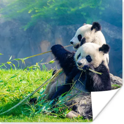 Produktbild von MuchoWow® Poster Panda - Bambus - Gras - Tiere 50x50 cm - Wohnzimmerdekoration