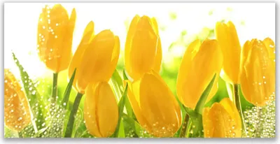 Produktbild von Tulup Leinwand-Bilder 140x70 Wandbild Canvas Kunstdruck Tulpen Pflanzen