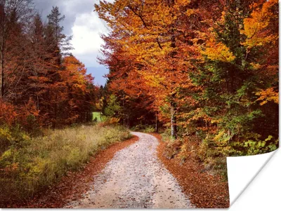 Produktbild von MuchoWow® Poster Herbst - Herbstblätter - Weg - Wald 160x120 cm - Foto Plakat