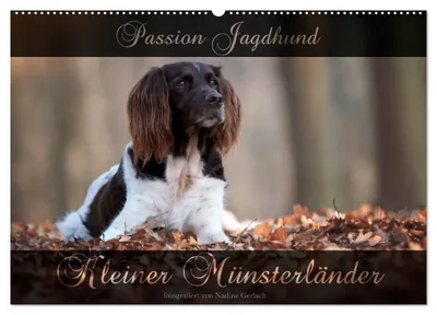 Produktbild von Passion Jagdhund - Kleiner Münsterländer (Wandkalender 2027 DIN A2 quer), CALVENDO Monatskalender