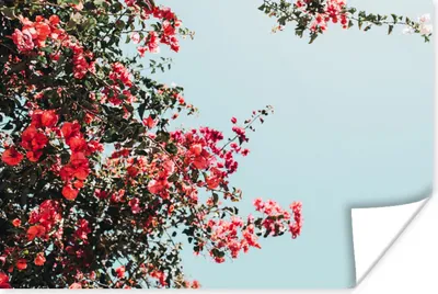 Produktbild von MuchoWow® Poster Blumen - Luft - Rosa 60x40 cm - Schlafzimmerdekoration