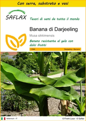 Immagine prodotto di SAFLAX Insieme di coltivazione - Banana di Darjeeling - 5 semi - Musa