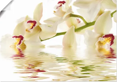 Produktbild von ARTland Poster Weiße Orchidee mit Wasserreflektion Größe: 70x50 cm