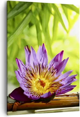 Produktbild von Bild auf Leinwand - Leinwandbild - Einteilig - Asien spa bambus blume - 50x70cm - Wand Bild - Wanddeko - Wandbilder - Leinwanddruck - Wanddekoration - Leinwand bilder - Wandbild - PA50x70-2476