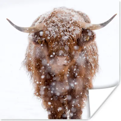 Produktbild von MuchoWow® Poster Schottischer Highlander - Kuh - Schnee 100x100 cm - Babyzimmer