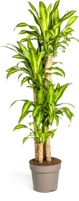 Produktbild von Dračí strom Fragrans Massangeana Ø30cm - ↕180cm