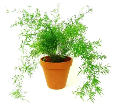 Obrázek produktu pro Gardners Asparagus densiflorus sprengeri, průměr 12 cm