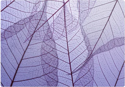 Produktbild von Blätter in einem zarten Muster – Bodenschutzmatte – Stuhlunterlage 100x100 cm – Rutschfest – Hartbodenmatte