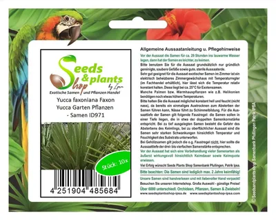 Produktbild von 10x Yucca faxoniana Faxon Yucca Garten Pflanzen - Samen ID971