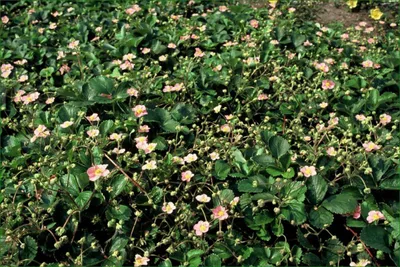Produktbild von Fragaria vesca – 24 Pflanzen – ↕10-25cm – Ø9cm – Wald-Erdbeere – Aromatisch & Süß – Bodendecker & Beerenpflanze – Pflegeleicht – Sonne & Halbschatten