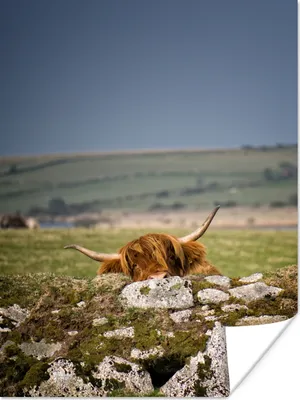 Produktbild von MuchoWow® Poster Schottische Highlander - Steine - Gras 120x160 cm - Wandbilder