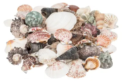 Muschelmix Large mit gemischten Muscheln und Schneckenhäusern im Beutel
