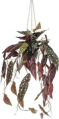 Obrázek produktu pro Umelá rostlina Begonia Maculata Ø80cm - umelá zelená rostlina do obývacího