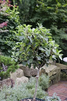 Produktbild von Malus pumila 'Zwergapfel', kompakt, 60 cm