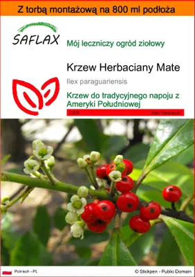 Zdjęcie produktu dla SAFLAX - Garden in the bag - Krzew Herbaciany Mate - 10 Nasiona - Z podłożem uprawowym w praktycznej, samorozkładającej się torbie - Ilex paraguariensis