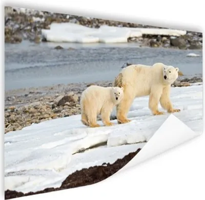Produktbild von MuchoWow® Poster Eisbär - Baby - Jungtier 60x40 cm - Schlafzimmerdekoration