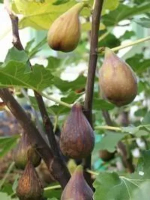 Produktbild von Ficus gustissimo® 'Perrata' - Feige 'Perretta' | 25 cm im topf