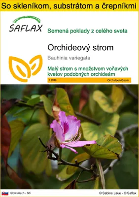 Obrázok produktu pre SAFLAX Kultivačný set - Orchideový strom - Bauhinia variegata - 8 Semená - S mini skleníkom, pestovateľským substrátom a 2 črepníkmi