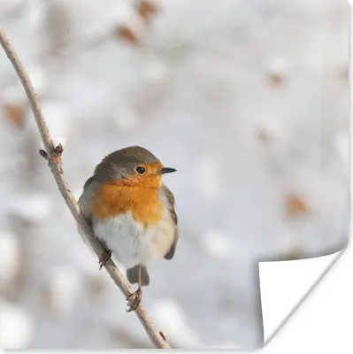 Produktbild von MuchoWow® Poster Vogel - Rotkehlchen - Winter 50x50 cm - Wohnzimmerdekoration